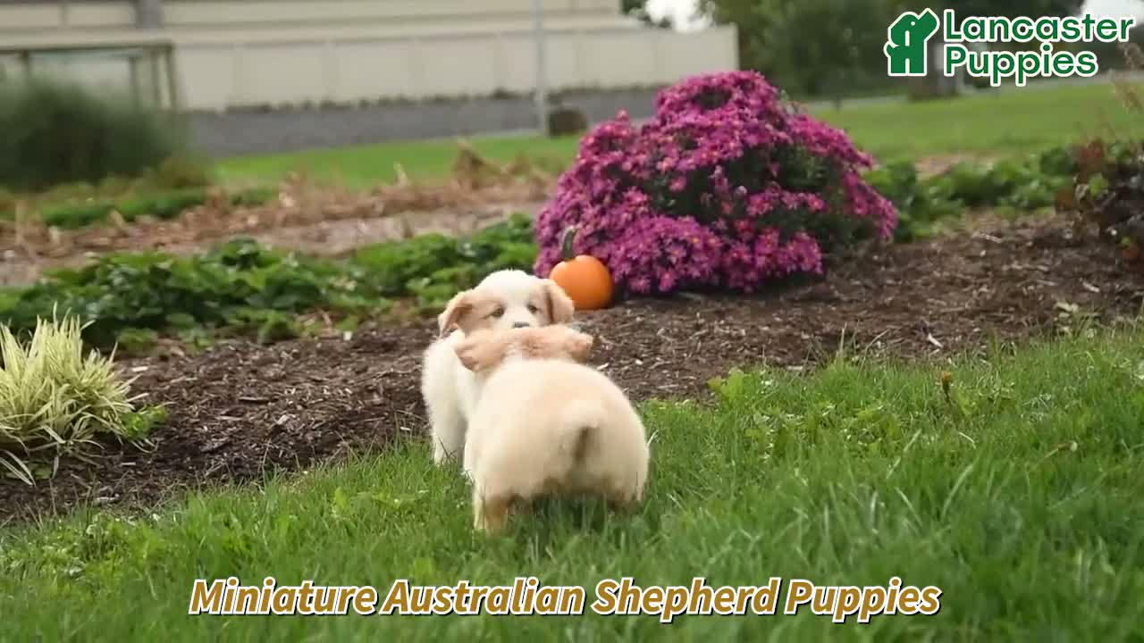 Miniature Australian Shepherd dogs for sale: Jasmine - Video 1
