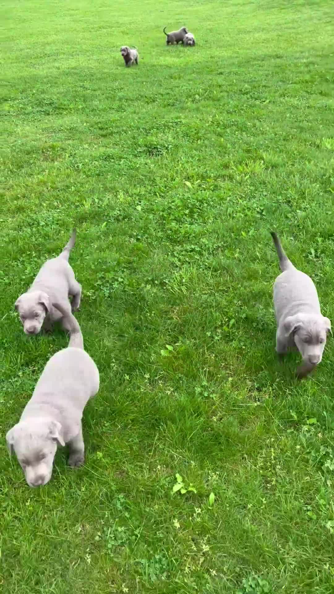 Labrador Retriever dogs for sale: Raine - Video 3