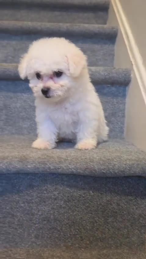 Maltipoo dogs for sale: Maddie  - Video 2
