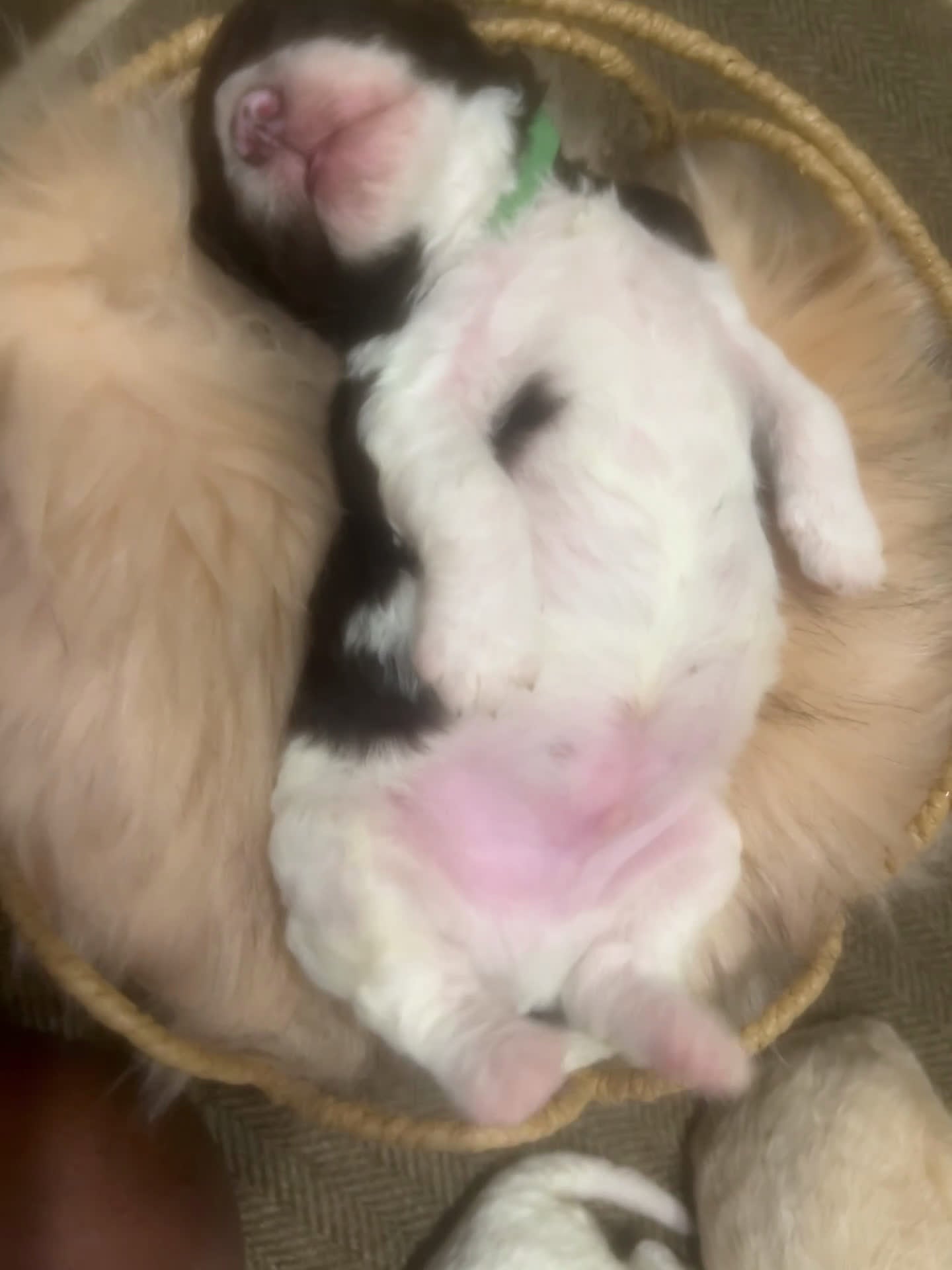 Goldendoodle dogs for sale: Lucky male green collar - Video 2