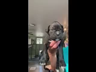 Boxer dogs for sale: Rosa AKC Seal Brindle Boxer - Video 1
