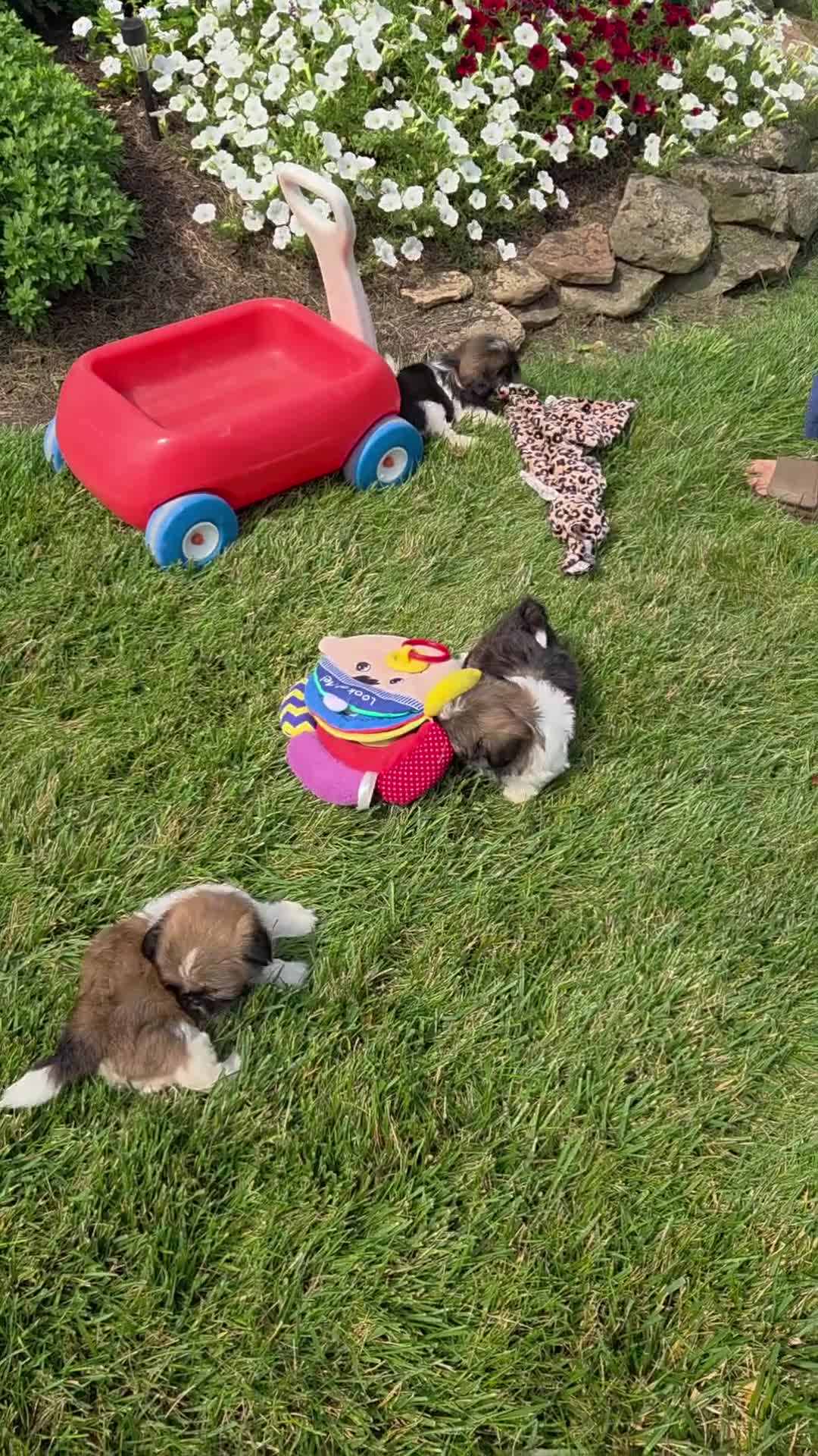Shih Tzu dogs for sale: Omar - Video 1