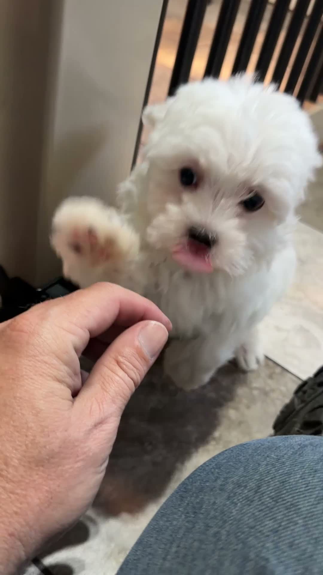Maltese dogs for sale: Cody - Video 1