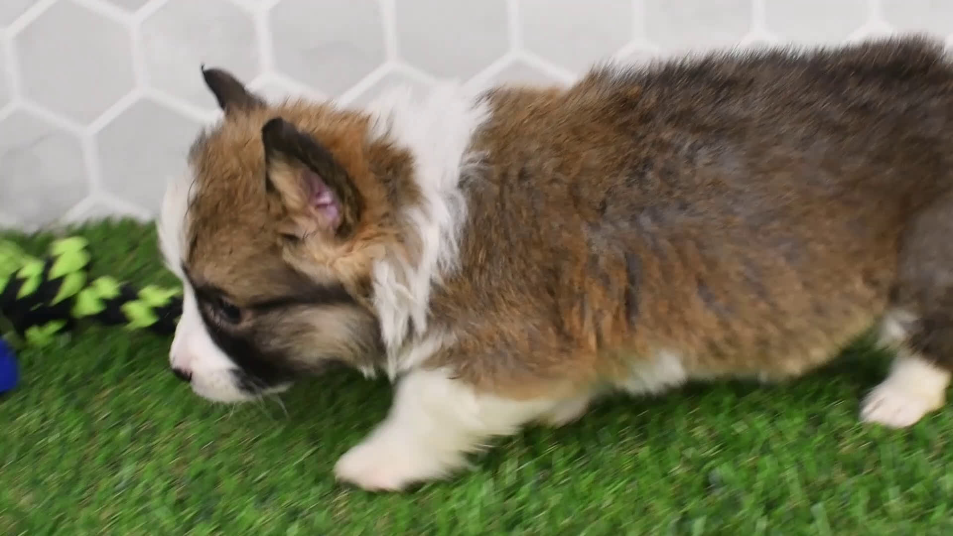 Welsh Corgi Pembroke dogs for sale: Atlas - Video 1
