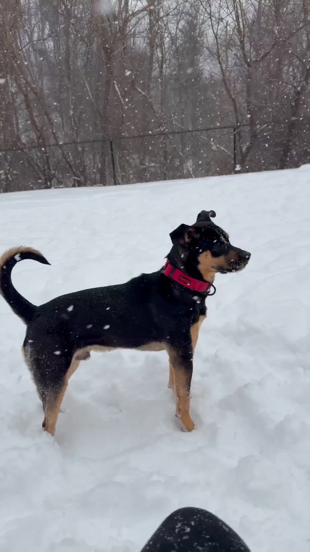 Mixed Breed dogs for sale: Mixed Breed Puppy 1 - Video 1