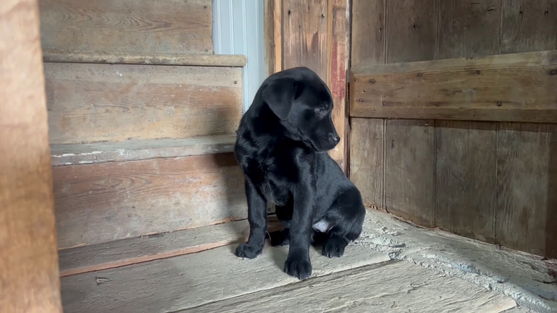 Labrador Retriever dogs for sale: Labrador Retriever Puppy 3 - Video 2