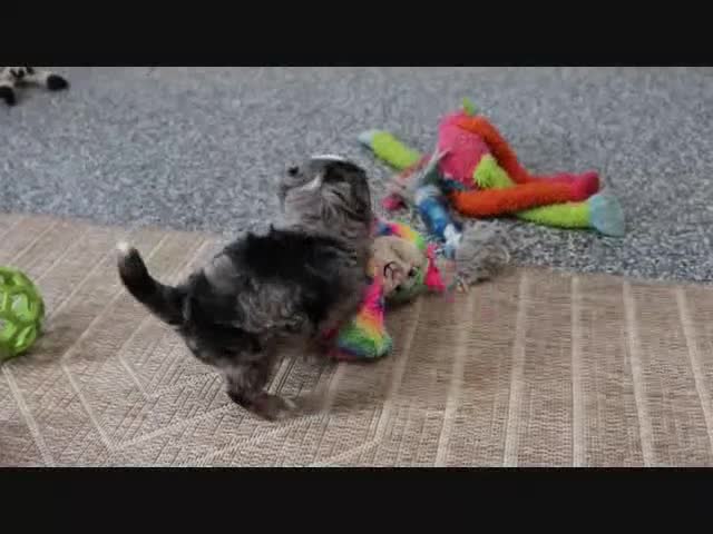 Mini Bernedoodle dogs for sale: Justin - Video 5