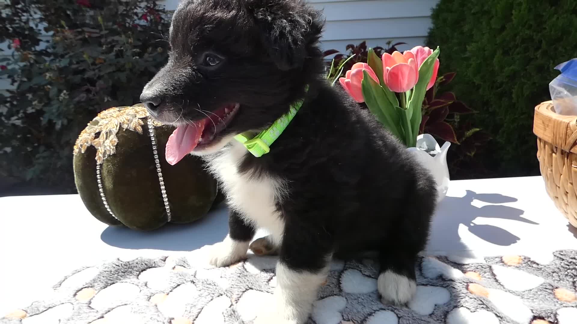 Mixed Breed dogs for sale: Mixed Breed 2 Roger - Video 1