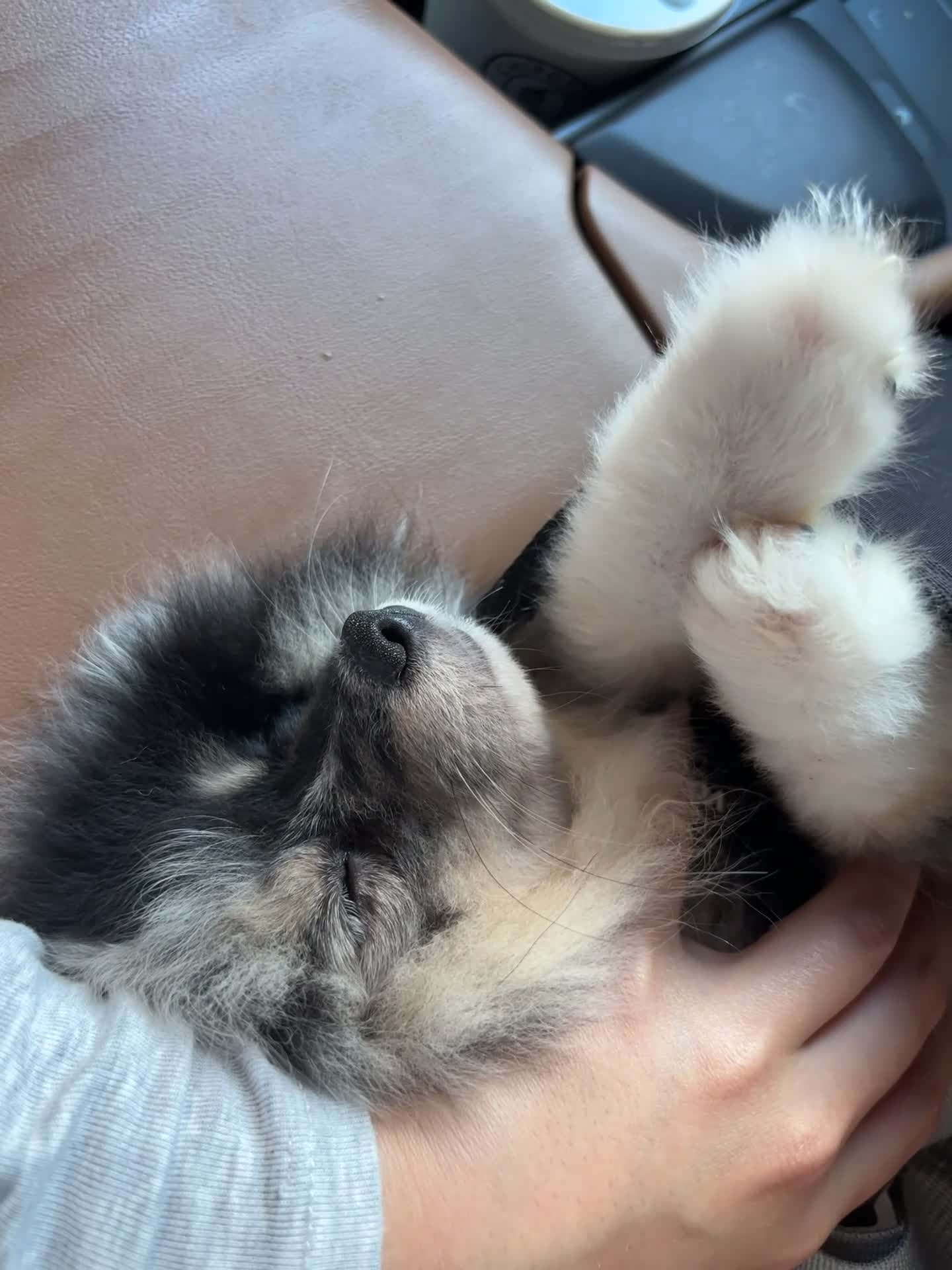 Mixed Breed dogs for sale: Oreo - Video 1