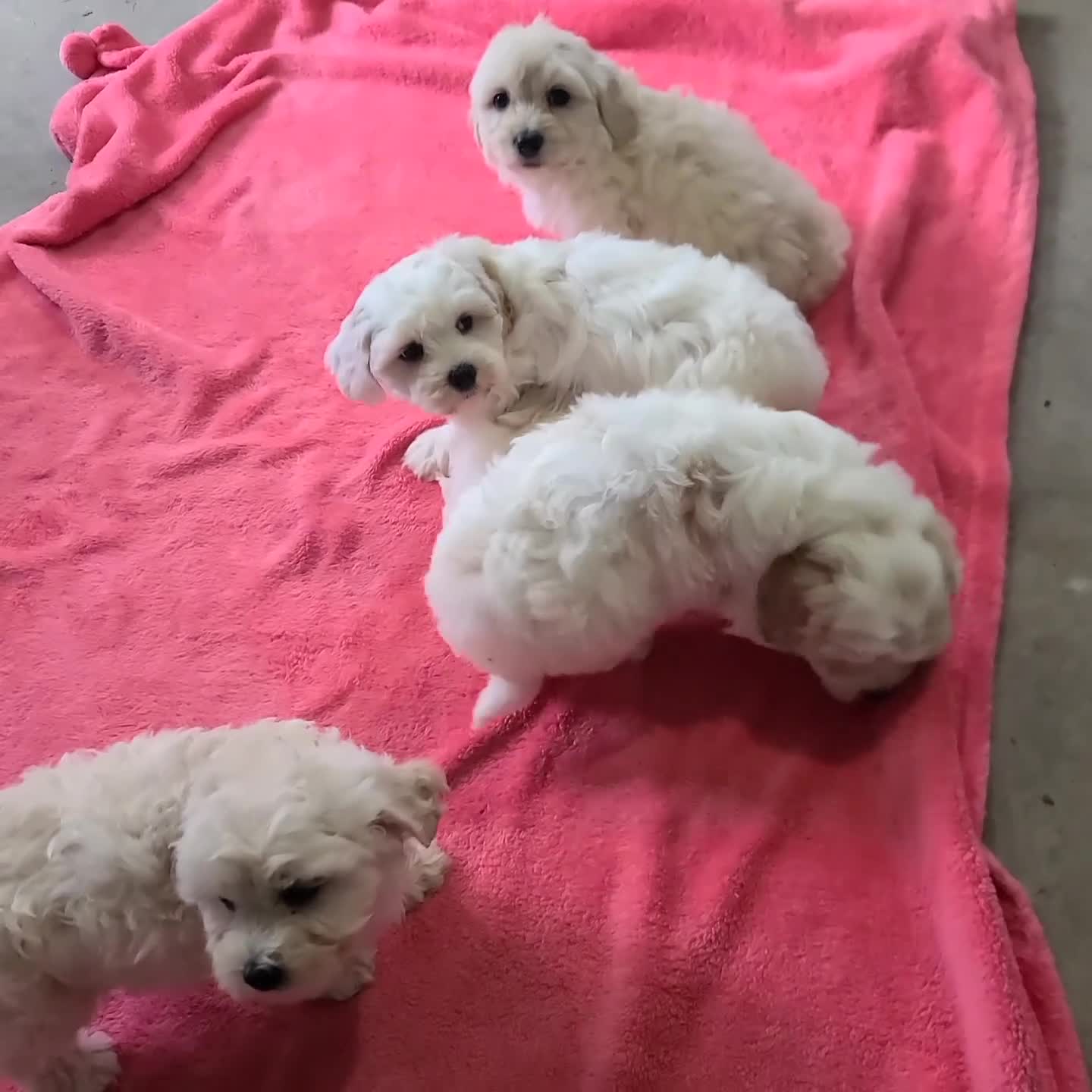 Maltipoo dogs for sale: Tommy - Video 1