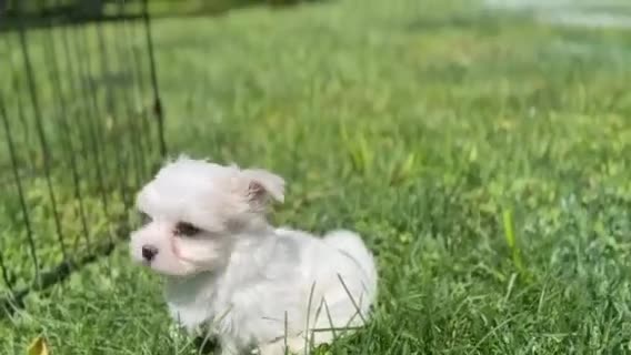 Maltese dogs for sale: Champ - Video 2