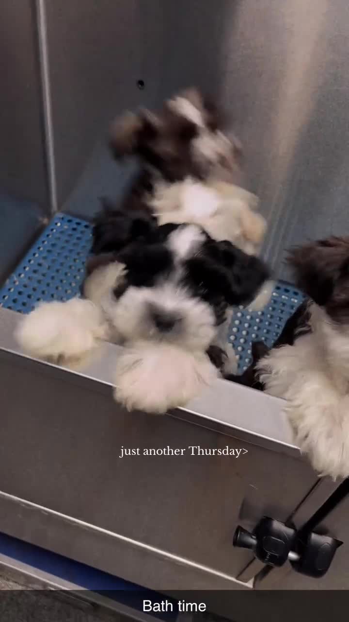 Miniature Schnauzer dogs for sale: Miniature Schnauzer Puppy 2 - Video 1