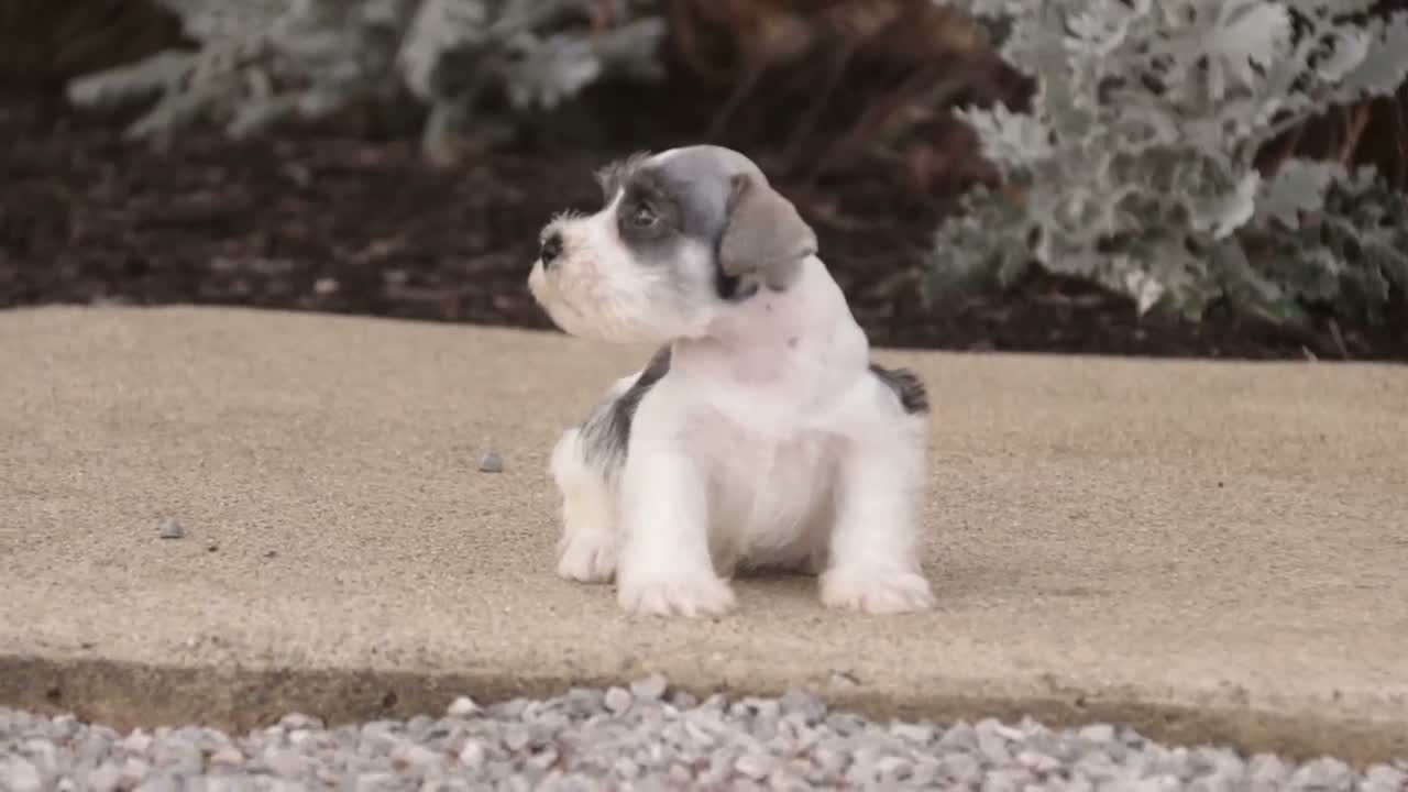 Miniature Schnauzer dogs for sale: Beauregard Miniature Schnauzer - Video 2