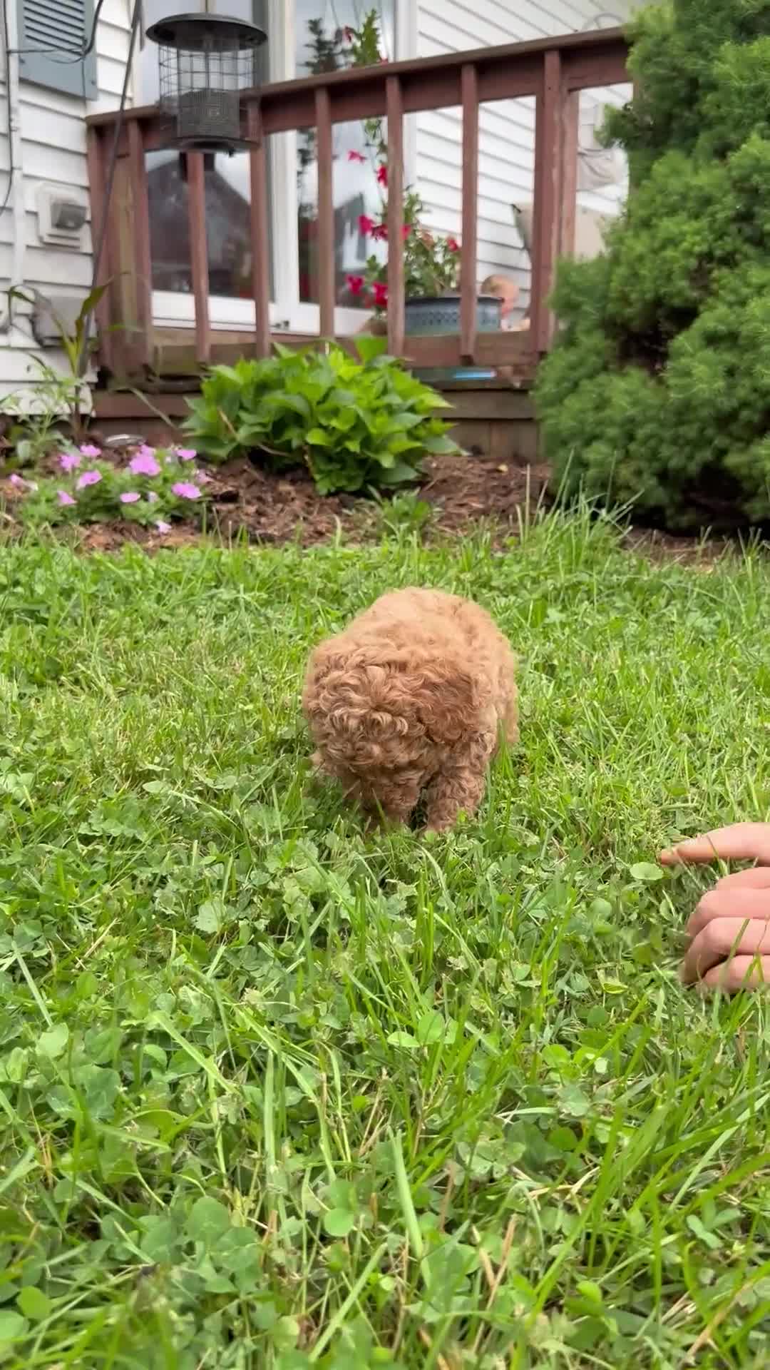 Mini Goldendoodle dogs for sale: Bobby - Video 1