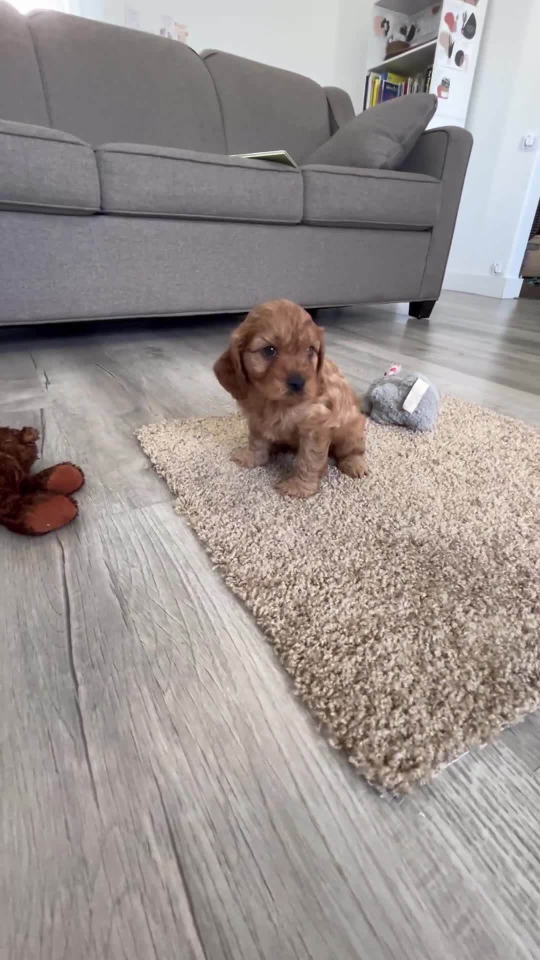 Cavapoo dogs for sale: Dexter - Video 1