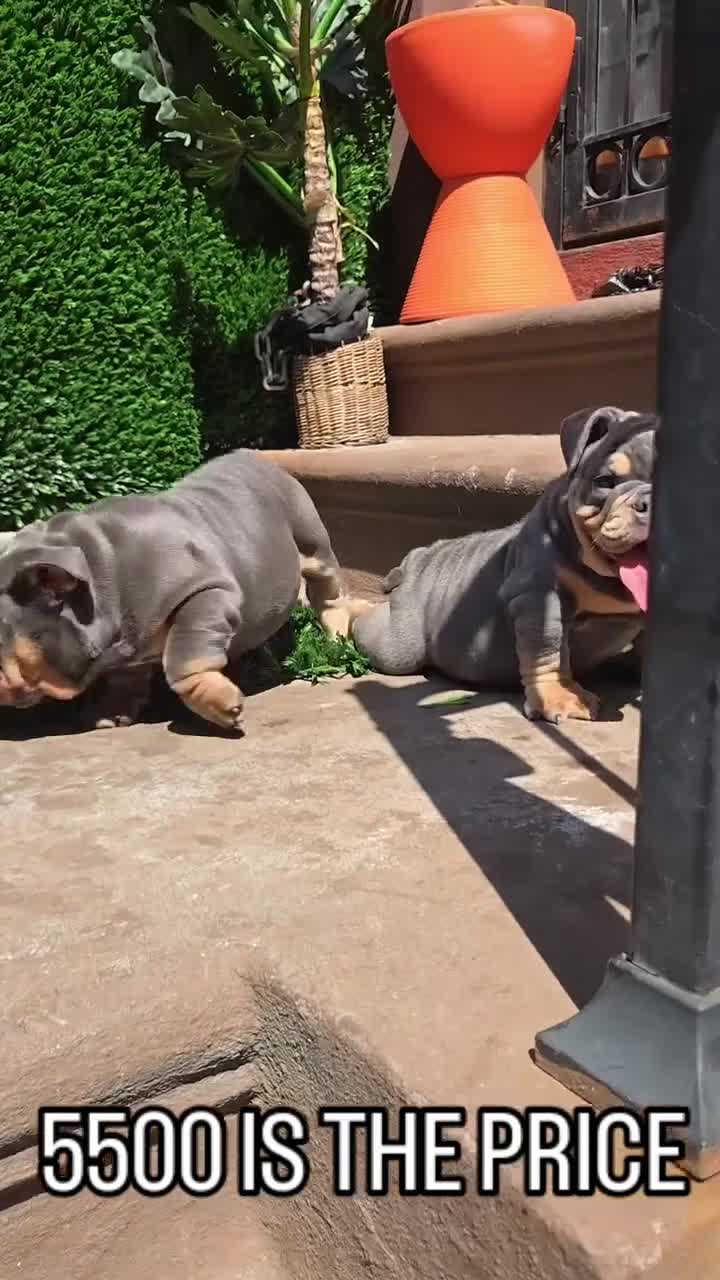English Bulldog dogs for sale: English Bulldog Puppy 2 - Video 3