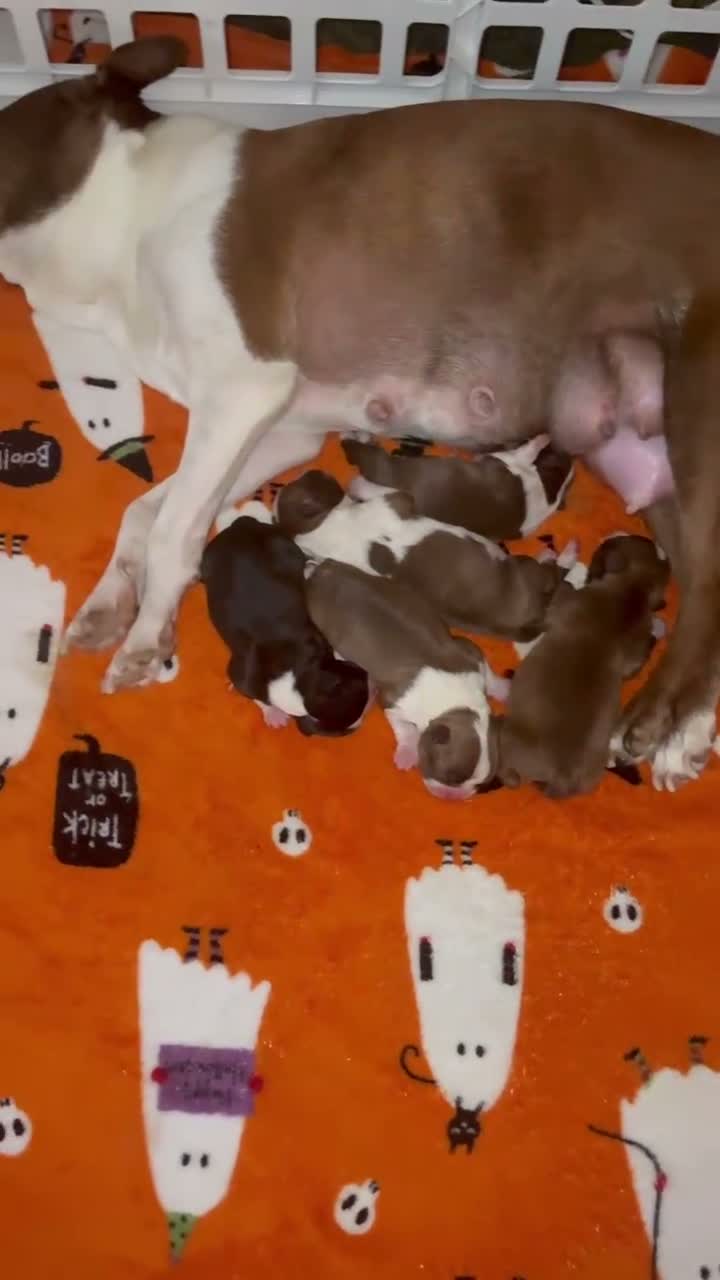 Boston Terrier dogs for sale: Boston Terrier 2 - Video 2