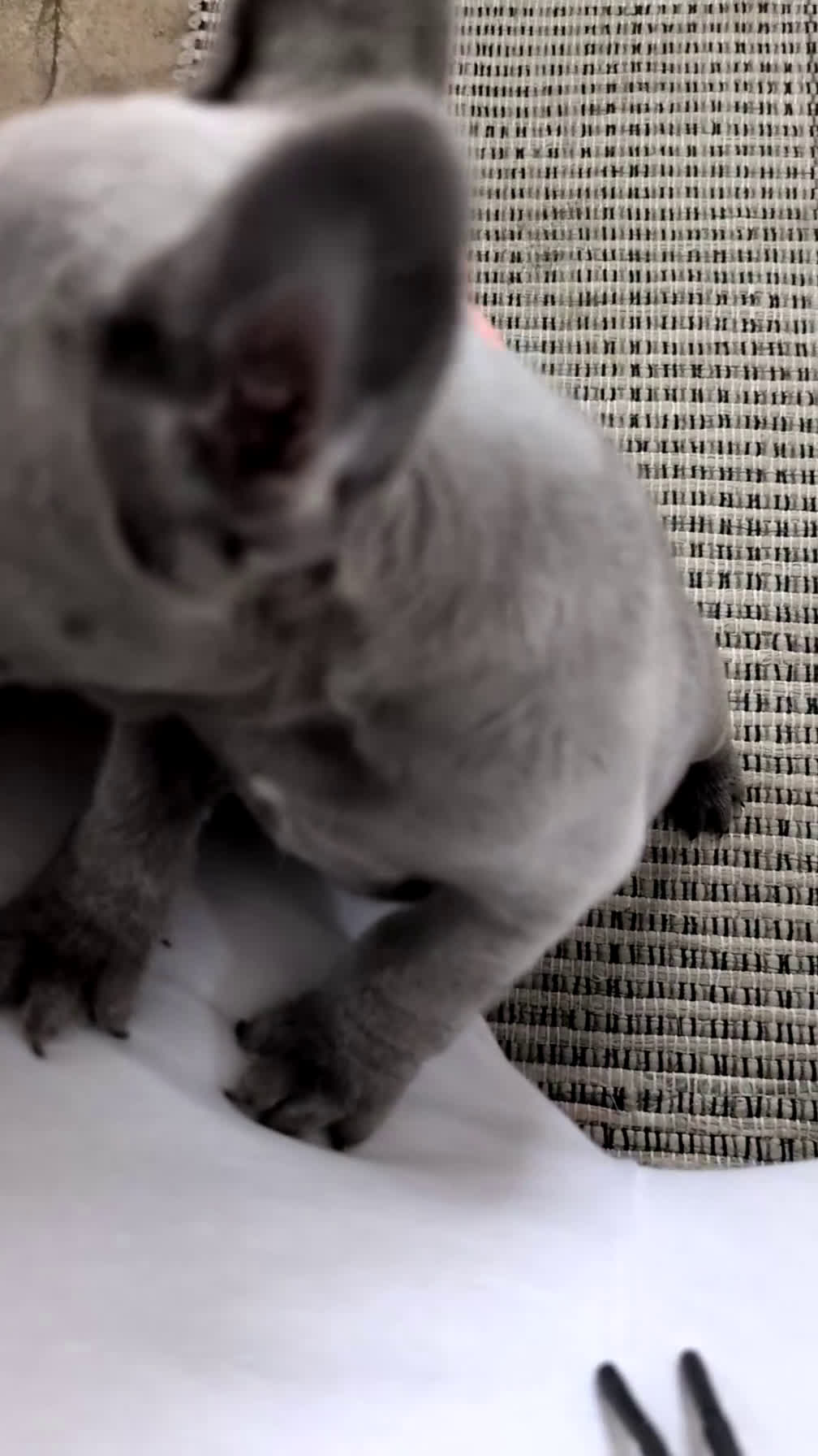 French Bulldog dogs for sale: Nala - Video 1