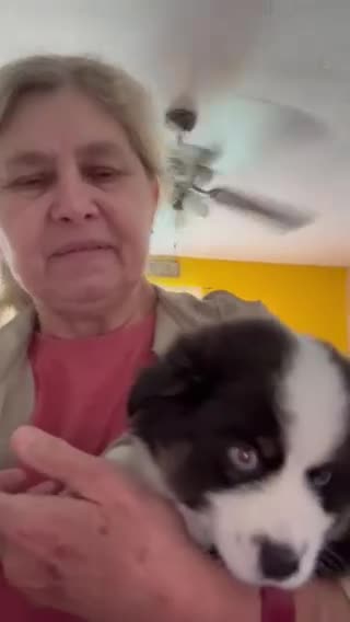 Miniature Australian Shepherd dogs for sale: Castle - Video 3