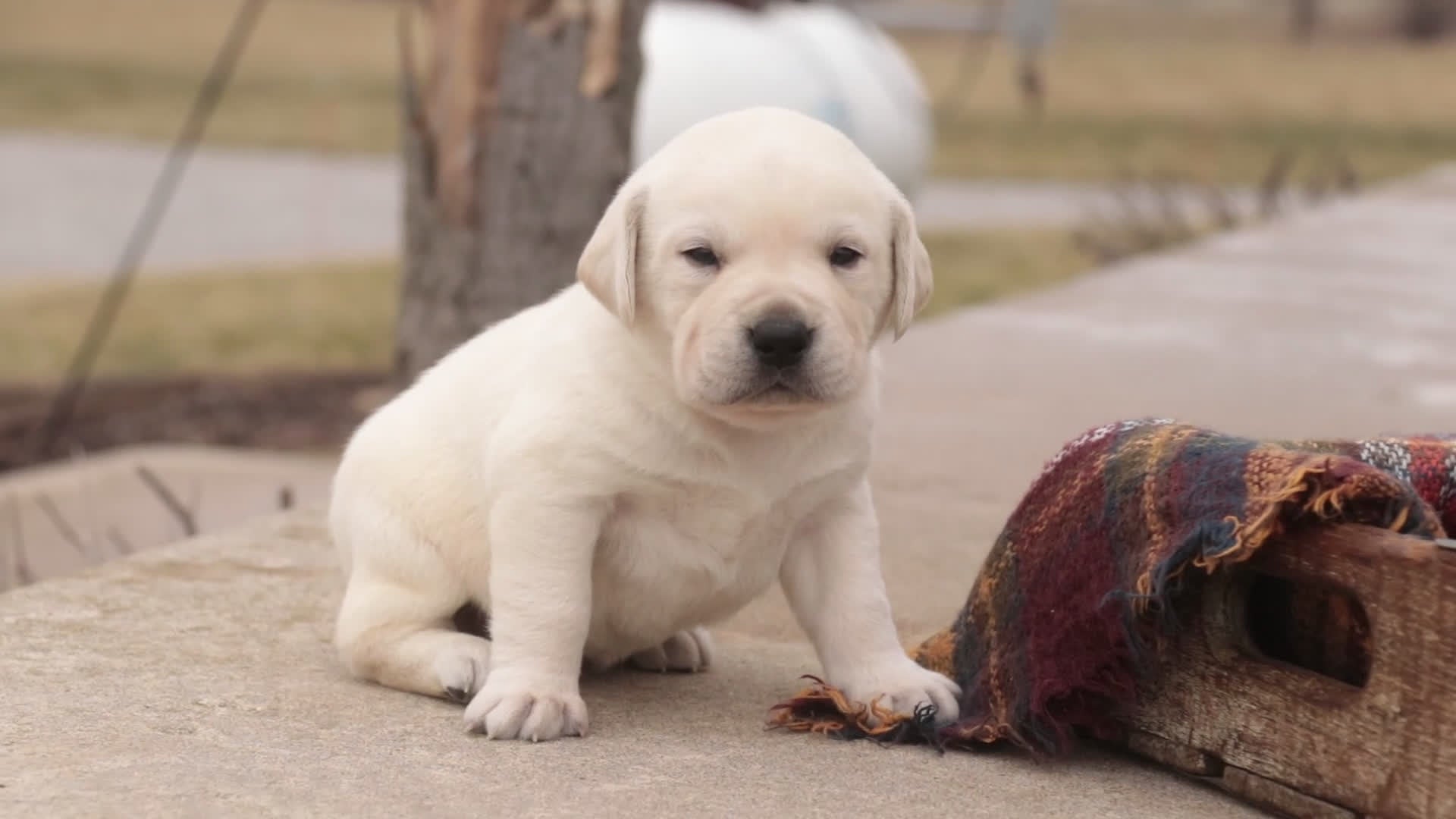 Labrador Retriever dogs for sale: Sheldon - Video 1