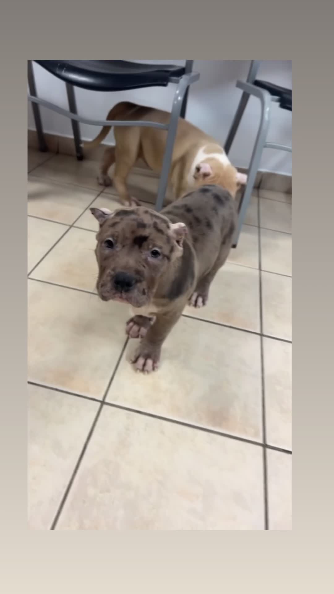 American Bully dogs for sale: American Bully 1 - Video 1
