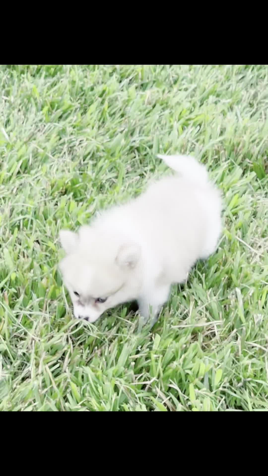 Pomeranian dogs for sale: Lucas - Video 1