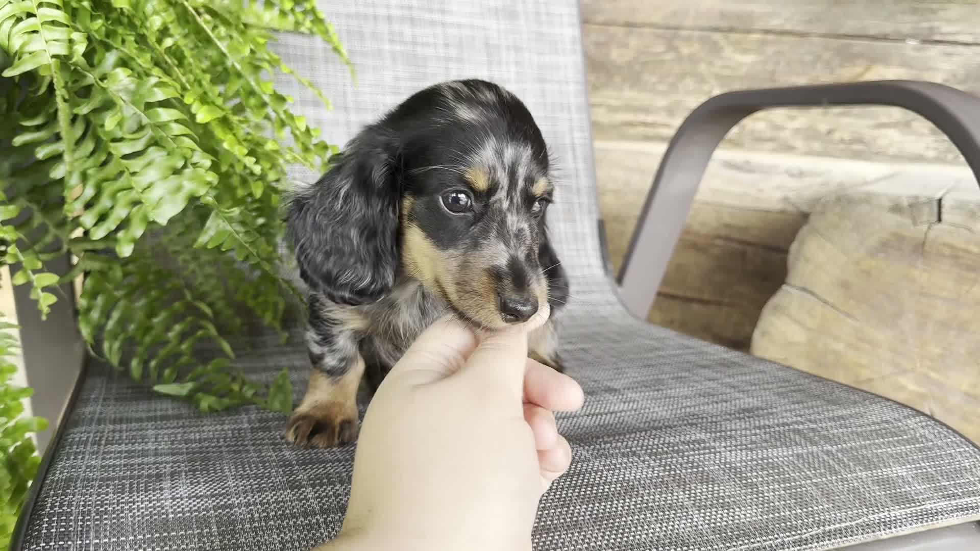 Dachshund dogs for sale: Sara - Video 1