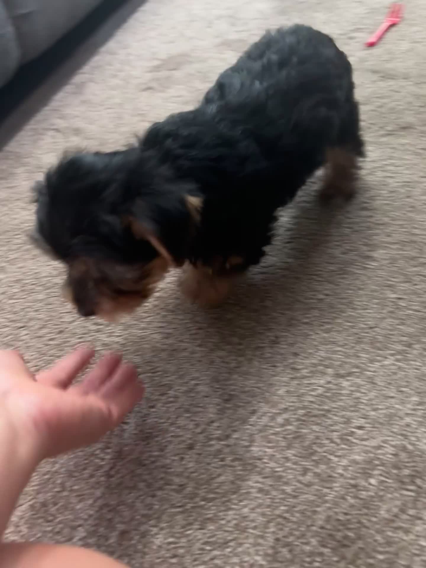 Yorkshire Terrier dogs for sale: Ellie - Video 1