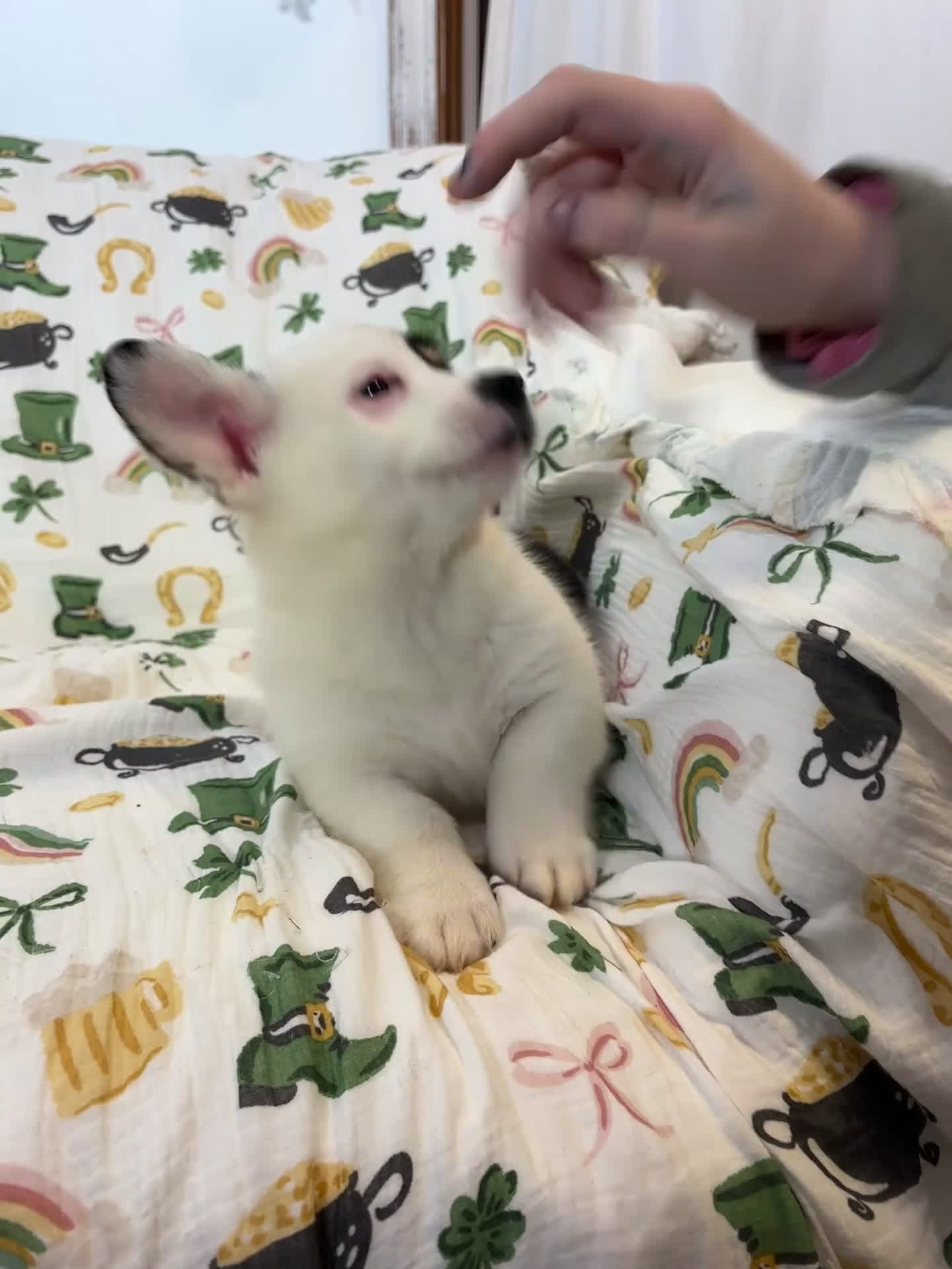 Mixed Breed dogs for sale: Marco - Video 1