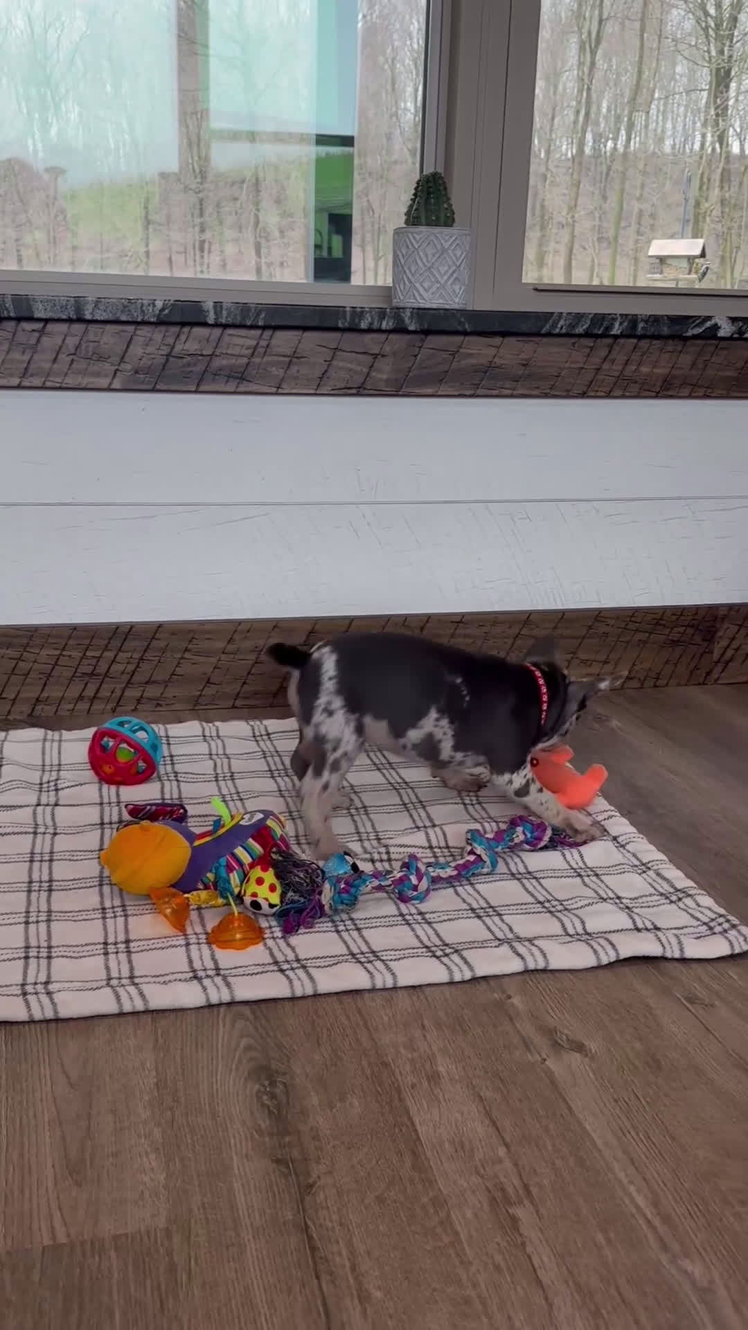 French Bulldog dogs for sale: Stormy - Video 1