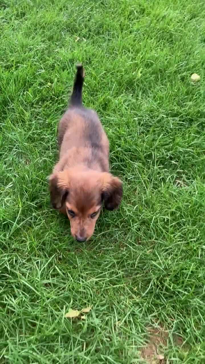 Miniature Dachshund dogs for sale: Miniature Dachshund litter of 6 puppies - Video 4