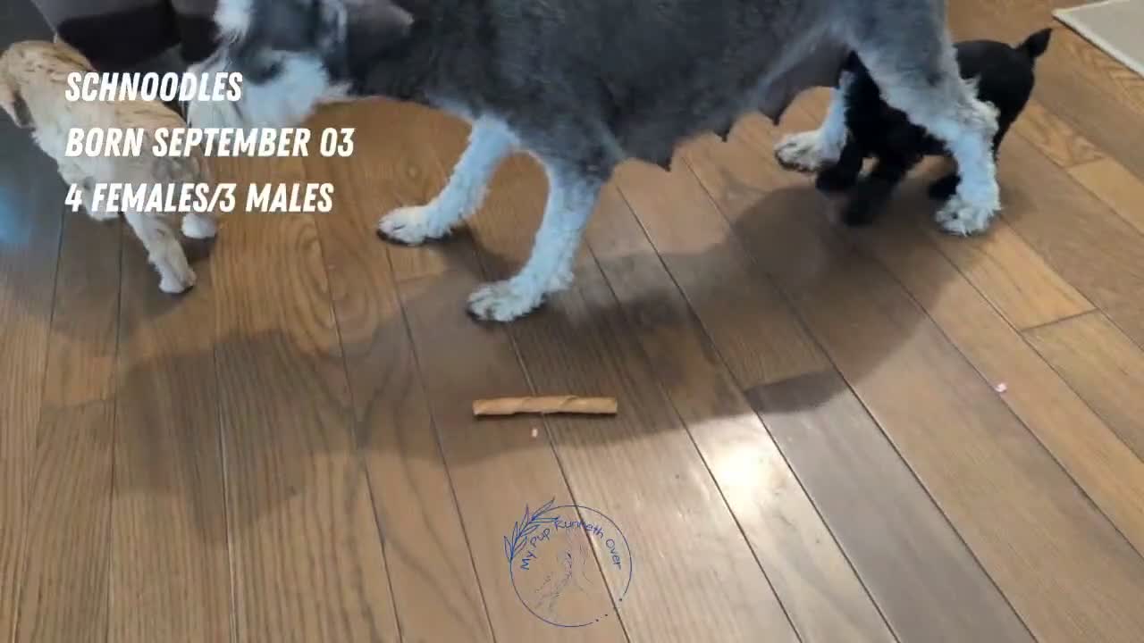 Schnoodle dogs for sale: Roscoe - Video 3