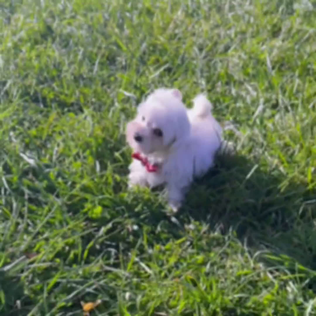 Maltipoo dogs for sale: Cloudpuff - Video 1