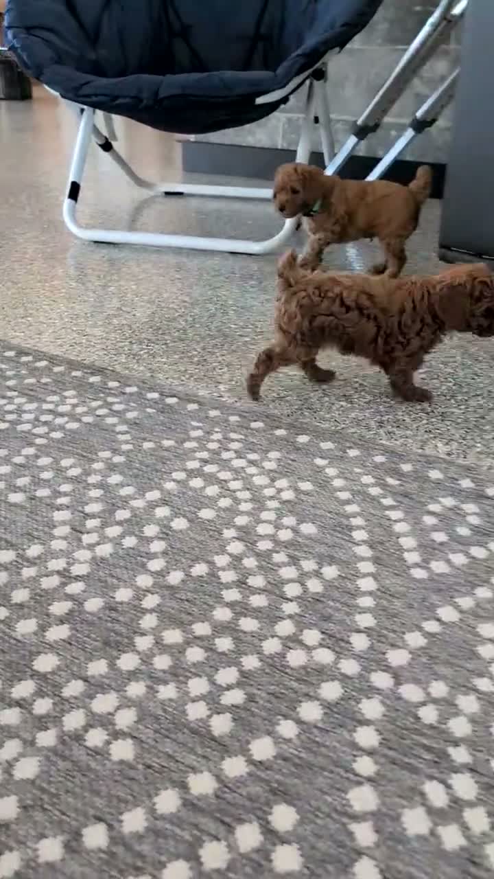Toy Poodle dogs for sale: Waneta - Video 1