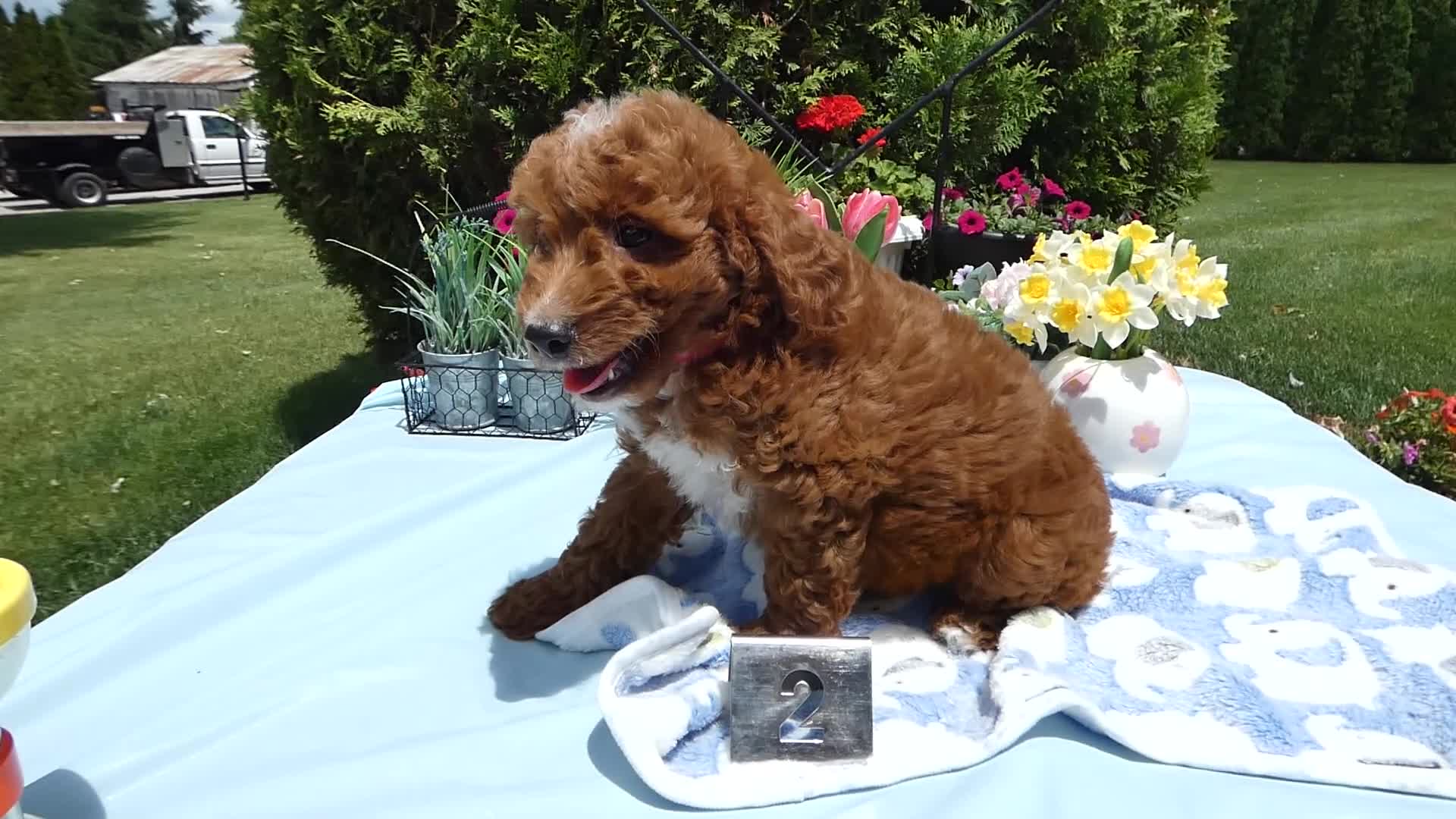 Mini Goldendoodle dogs for sale: Mini Goldendoodle 2 Skipper - Video 1