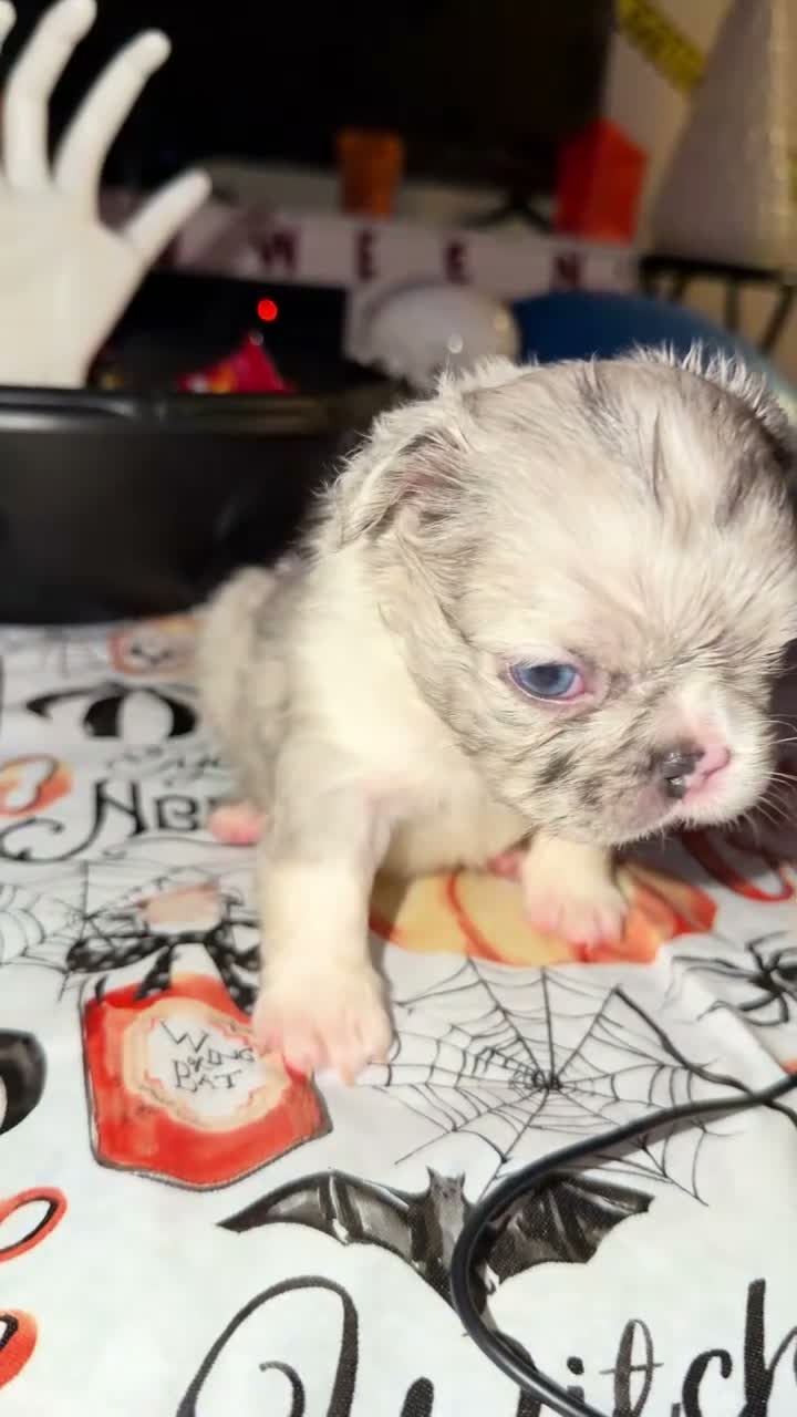 French Bulldog dogs for sale: Sandy - Video 6