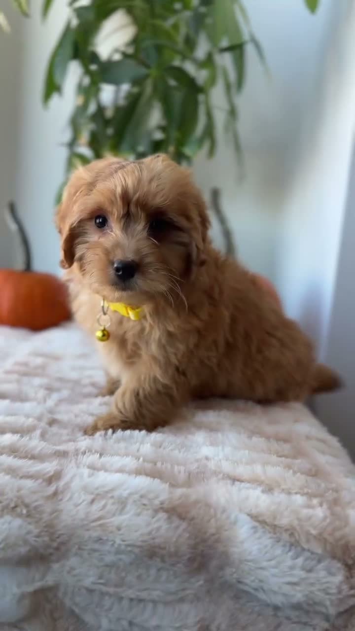 Mini Goldendoodle dogs for sale: Dior - Video 1