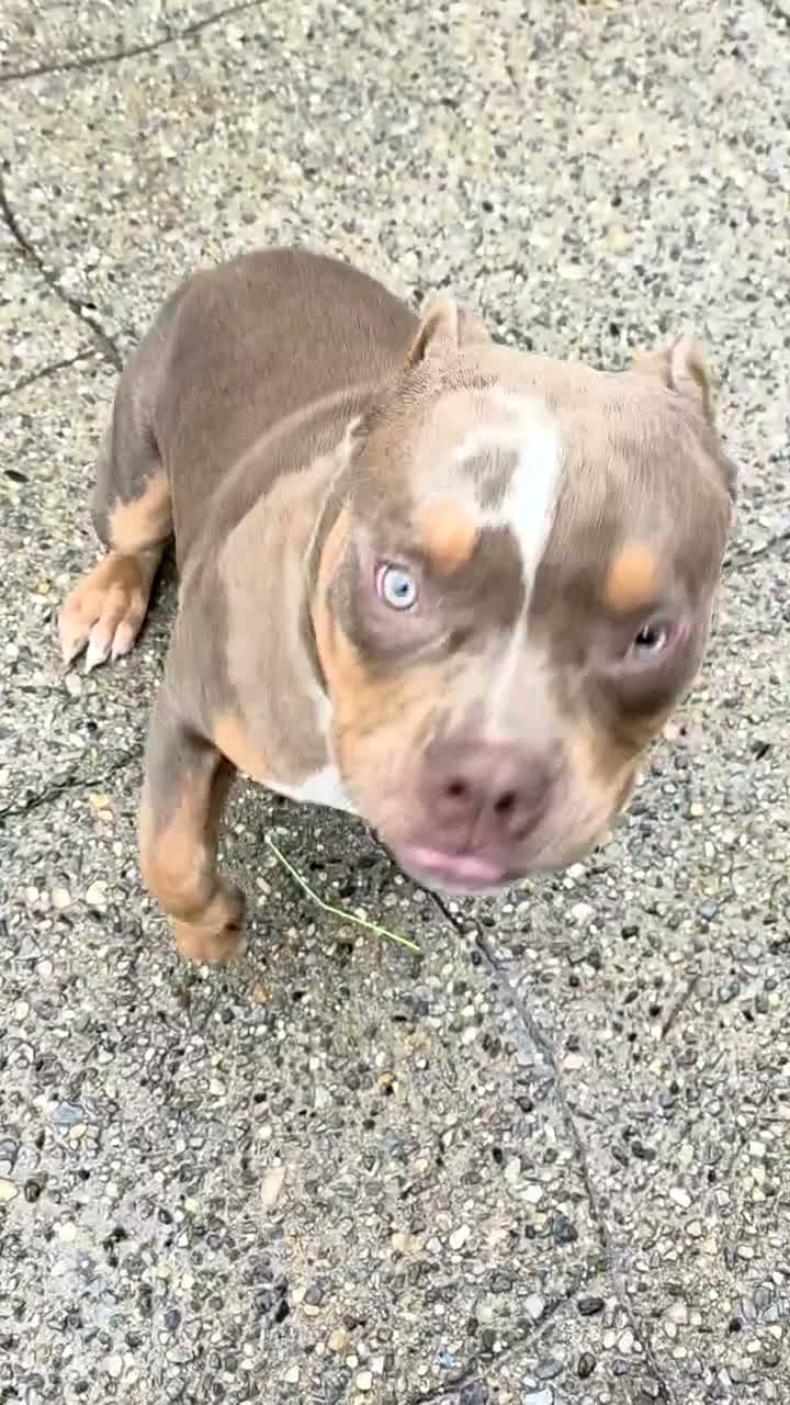 American Bully dogs for sale: American Bully - Video 1