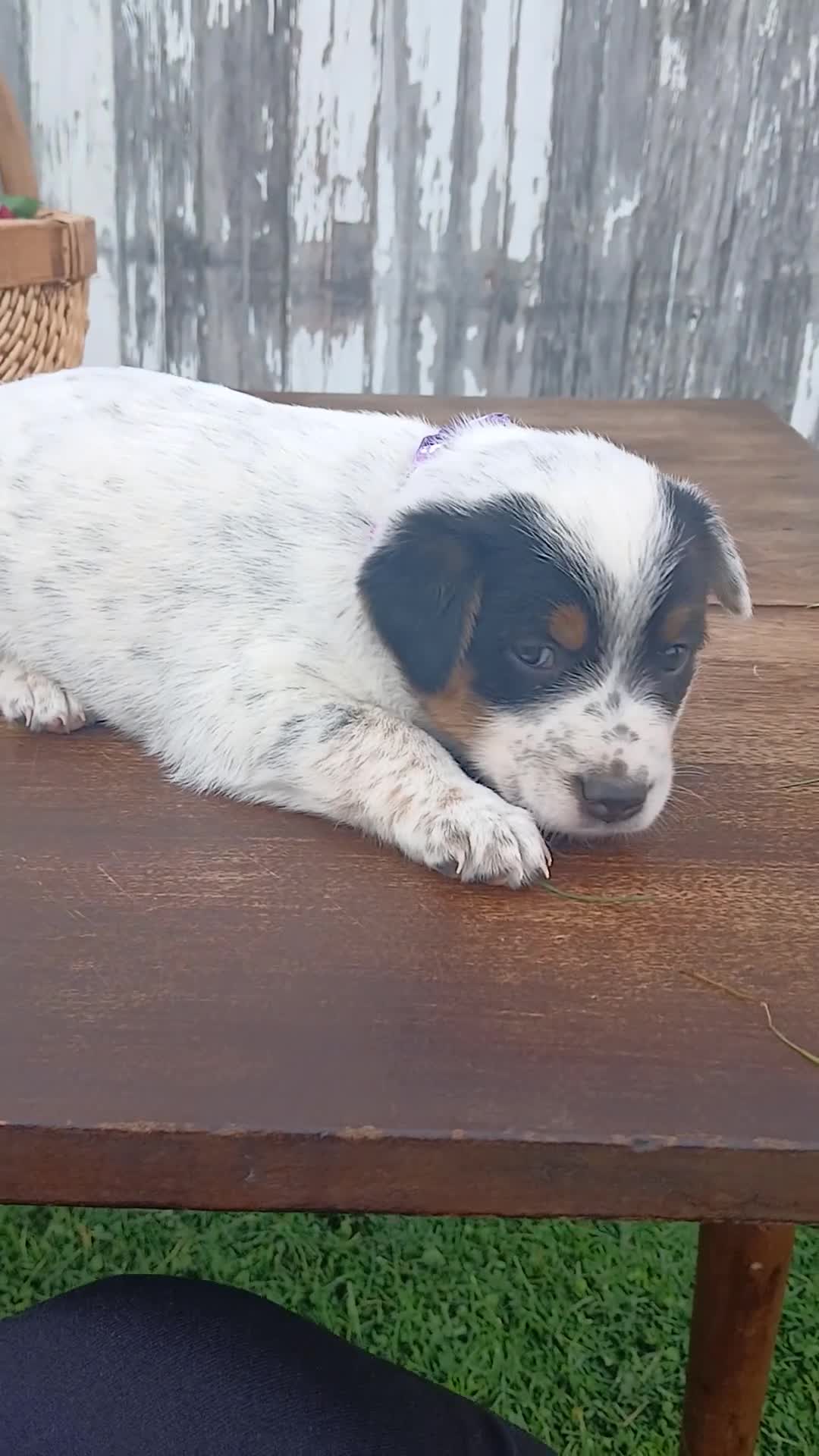 Australian Cattle Dog dogs for sale: Australian Cattle Dog Puppy 6 Somer - Video 1