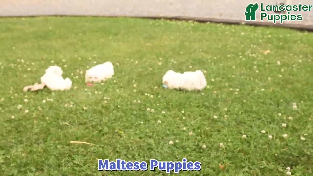 Maltese dogs for sale: Russel - Video 1