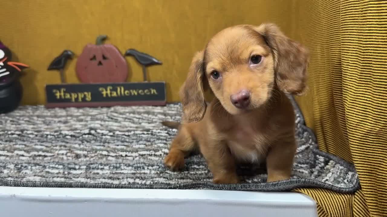 Miniature Dachshund dogs for sale: Miniature Dachshund 1 - Video 1
