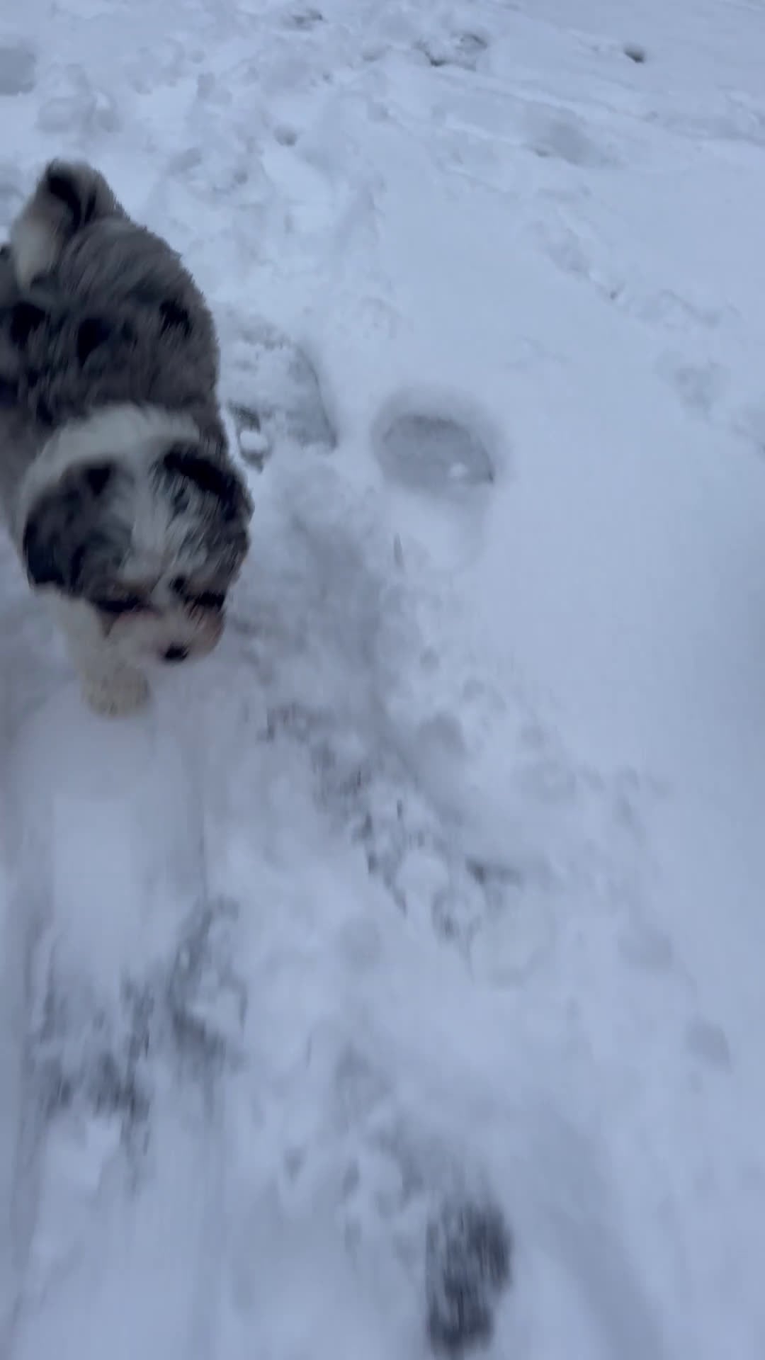 Mini Aussiedoodle dogs for sale: Goose - Video 7