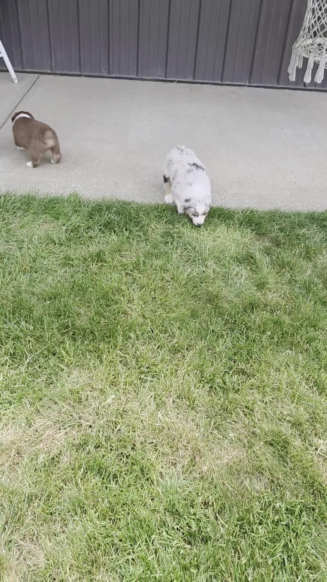 Australian Shepherd dogs for sale: Sterling White - Video 2