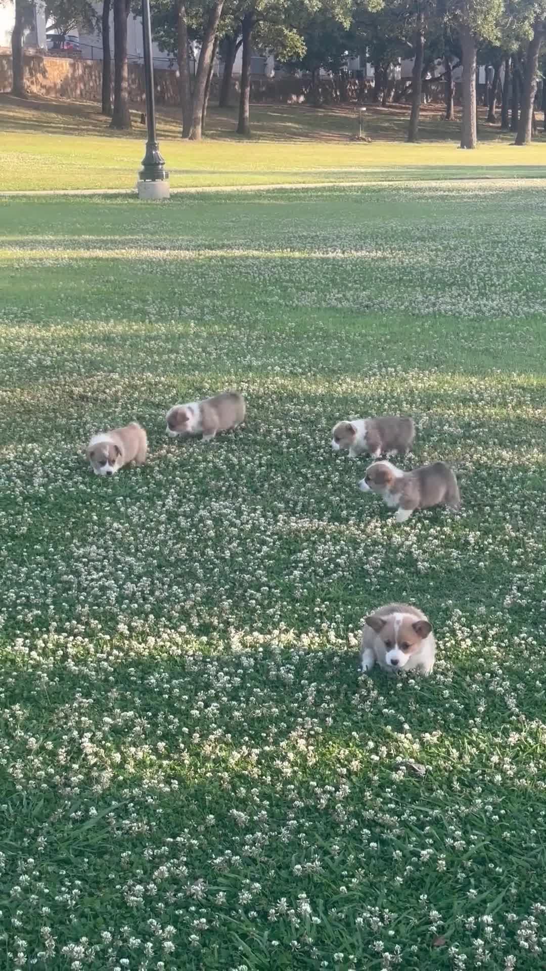 Welsh Corgi Pembroke dogs for sale: Welsh Corgi Pembroke Puppy 2 - Video 1