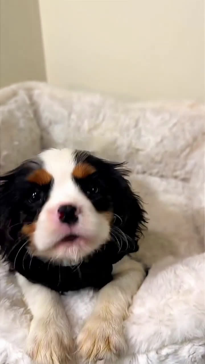 Cavalier King Charles Spaniel dogs for sale: Biscuit - Video 1