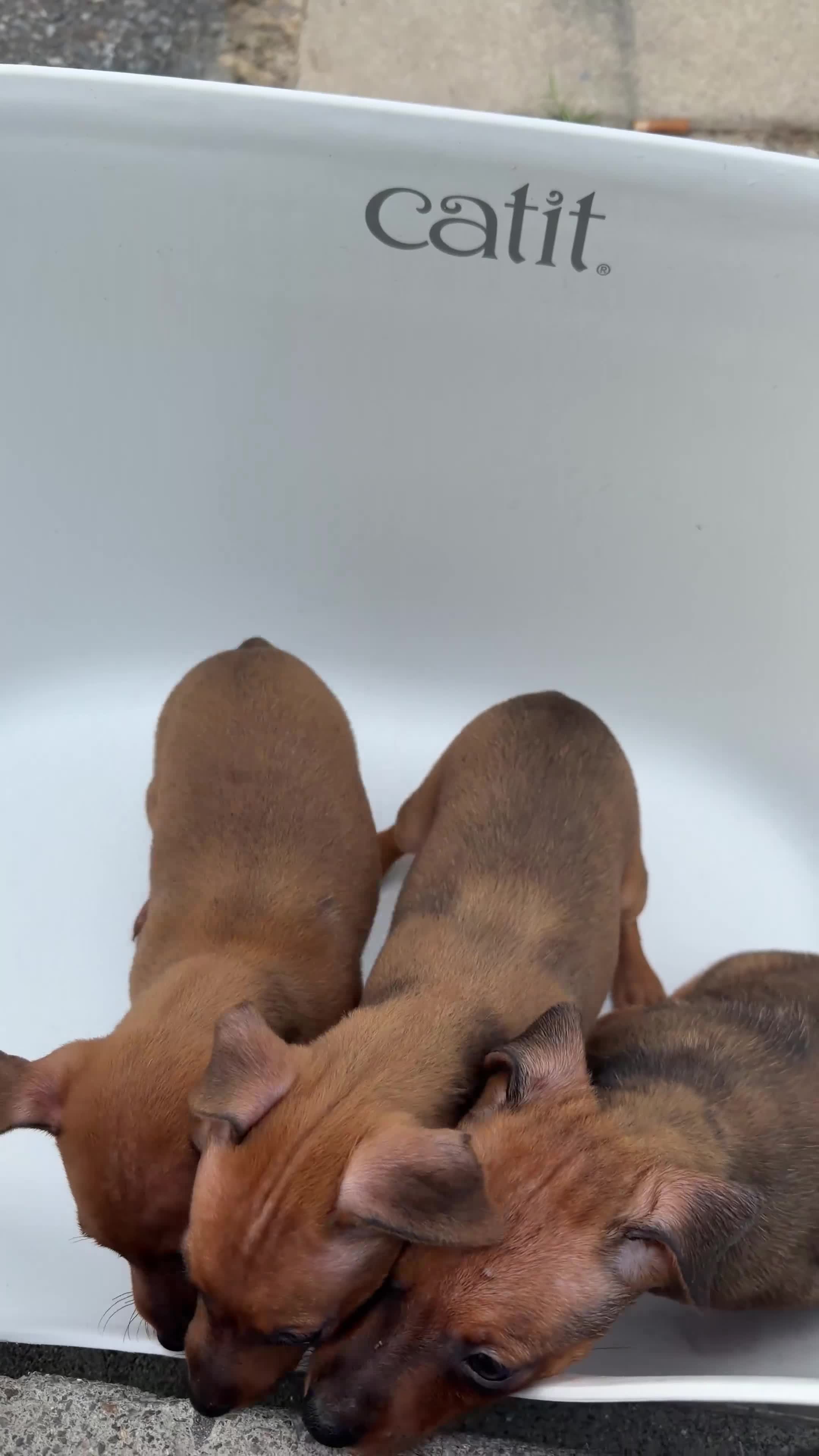 Miniature Pinscher dogs for sale: Miniature Pinscher 2 - Video 1
