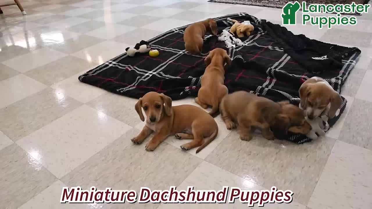 Miniature Dachshund dogs for sale: Willow - Video 1