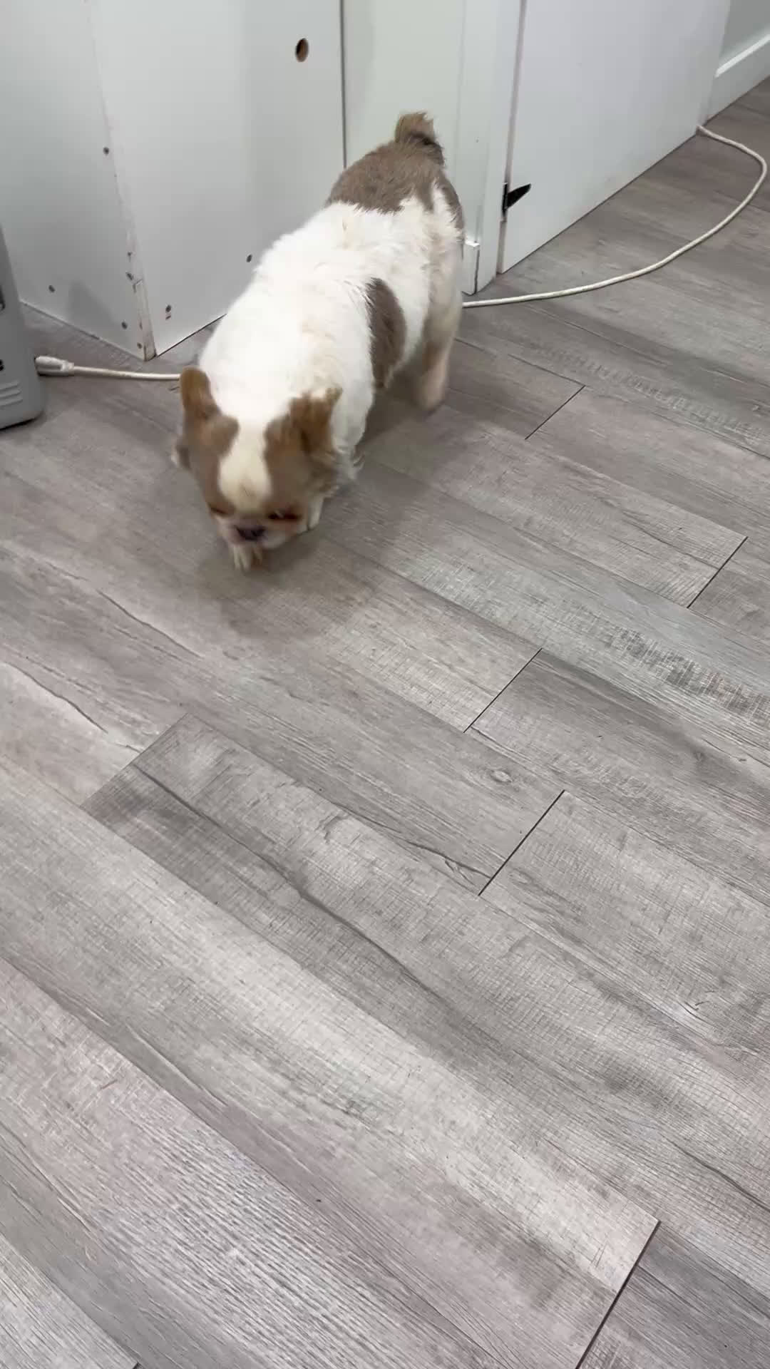 French Bulldog dogs for sale: Leo - Video 1