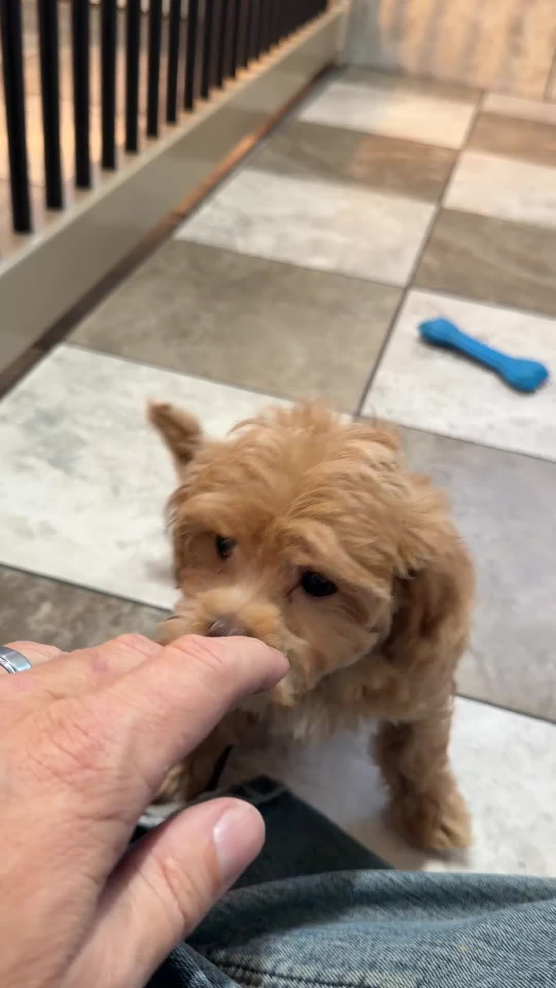 Maltipoo dogs for sale: Abby - Video 1