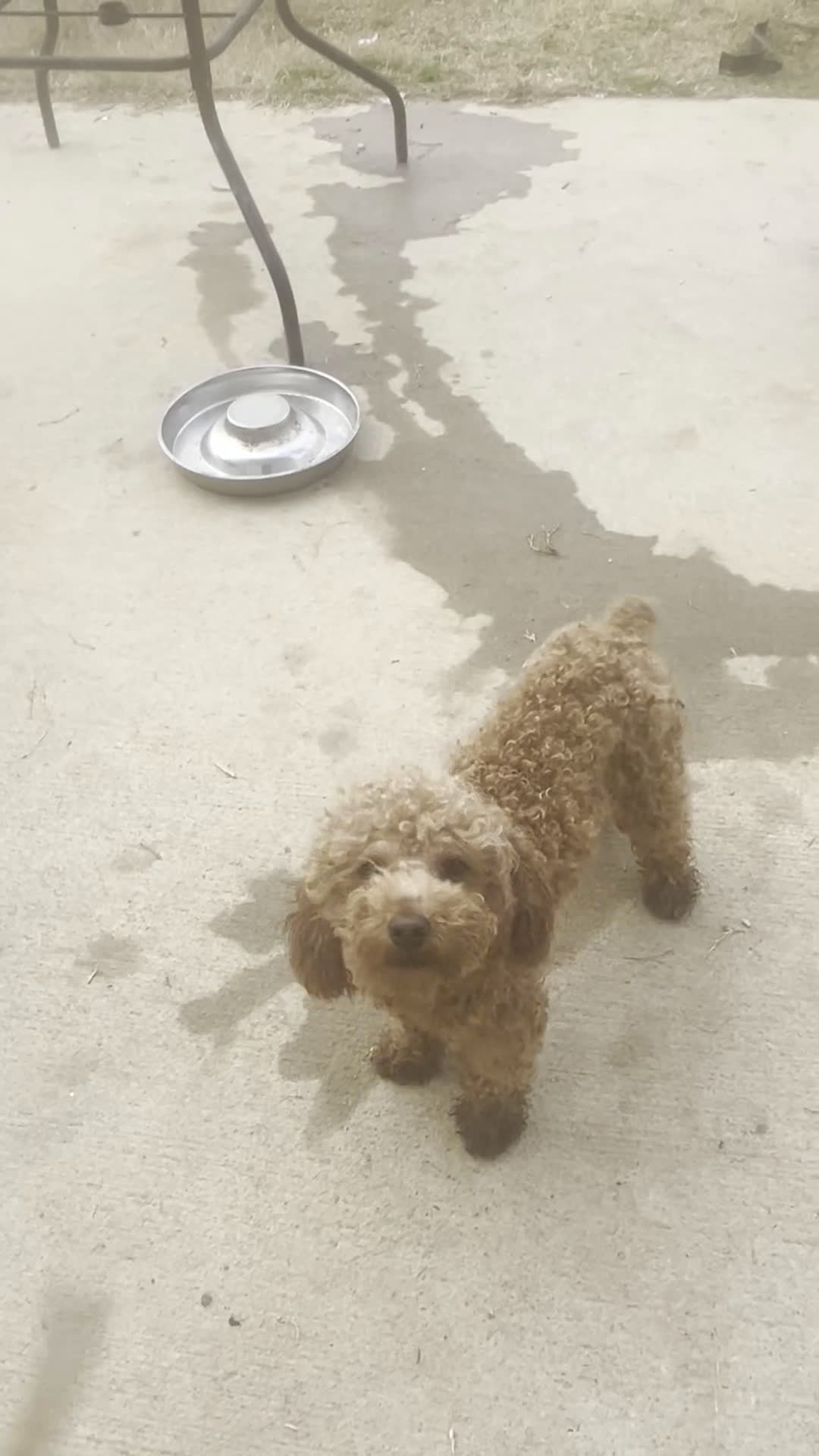 Toy Poodle dogs for sale: Blaze - Video 1